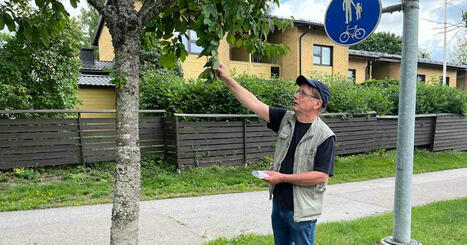 Tältä näyttävät Helsingin uudet puulajit, joiden istuttajaa olisi vielä 25 vuotta sitten pidetty ”hurahtaneena” | Uusimaa | Yle | 1Uutiset - Lukemisen tähden | Scoop.it