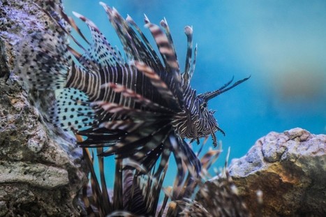 La rascasse volante prolifère en Méditerranée  | Zones humides - Ramsar - Océans | Scoop.it