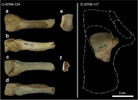 Describen nuevos fósiles de huesos del pie de ‘Homo antecessor’ hallados en Atapuerca | Mi Cajón de Ideas | Scoop.it