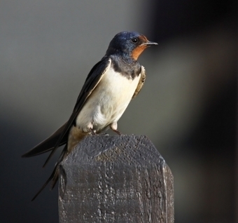 Are Your Children Eating Like A Bird? | Gardening Life | Scoop.it
