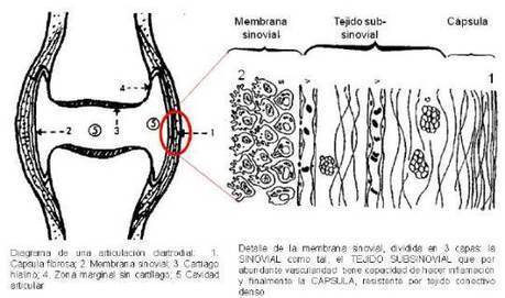 Generalidades de aparato osteoarticular | Temas selectos en endocrinología | Scoop.it