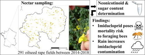 Les pesticides n&eacute;onicotino&iuml;des continuent &agrave; menacer les abeilles, m&ecirc;me lorsqu&rsquo;ils ne sont plus utilis&eacute;s | EntomoNews | Scoop.it