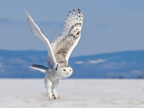 Snowy Owl in Flight | My Photo | Scoop.it