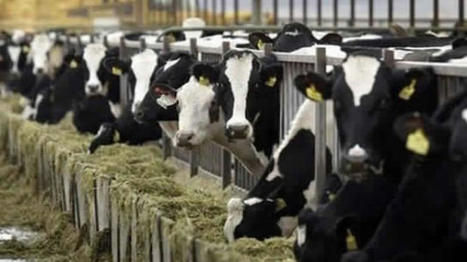 Le Maroc interdit l'importation des bovins et leur viande du Royaume-Uni | Actualité Bétail | Scoop.it