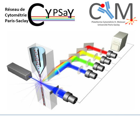 FOCUS PLATEFORME : PLAIMMO devient CYM, et les plateformes de cytométrie de l’Université Paris-Saclay se mettent en réseau : CypSay ! | Life Sciences Université Paris-Saclay | Scoop.it