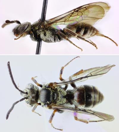 Les abeilles-coucous des îles du Cap-Vert | EntomoNews | Scoop.it
