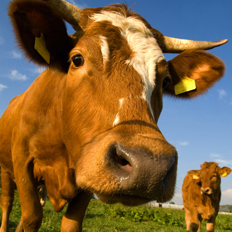 DNA traces cattle back to a small herd domesticated around 10,500 years ago | Amazing Science | Scoop.it