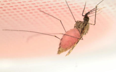 Un cocktail toxique et écologique pourrait constituer une nouvelle arme contre le paludisme | EntomoNews | Scoop.it