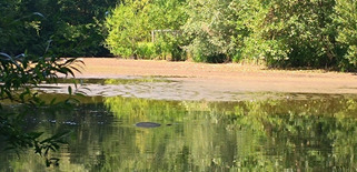 Lillebonne. Parc des Aulnes : un étang se vide, les poissons en péril | Veille territoriale AURH | Scoop.it