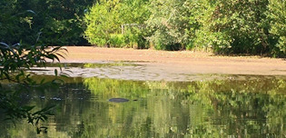 Lillebonne. Parc des Aulnes : un étang se vide, les poissons en péril | Une semaine d'actu - Newsletter de veille de l'AURH | Scoop.it
