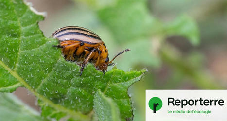 « Les résistances aux pesticides sont inéluctables » | EntomoScience | Scoop.it