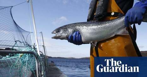 Net loss: the high price of salmon farming | News | The Guardian | Coastal Restoration | Scoop.it