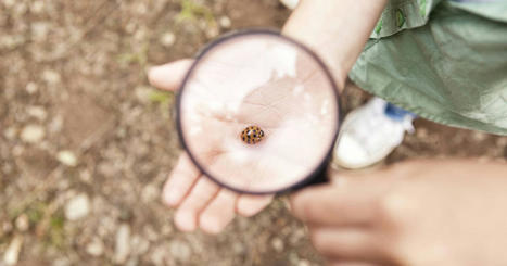 « Un monde sans insectes, ce serait une catastrophe » | Les Colocs du jardin | Scoop.it