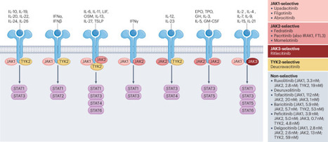 Beyond suppression: the paradox of JAK inhibitors as amplifiers of cancer immunotherapy | Nature Reviews Immunology | Immunology and Biotherapies | Scoop.it