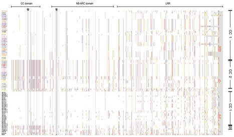 bioRxiv: Subfamily-specific functionalization of diversified immune receptors in wild barley (2018) | Plant Pathogenomics | Scoop.it