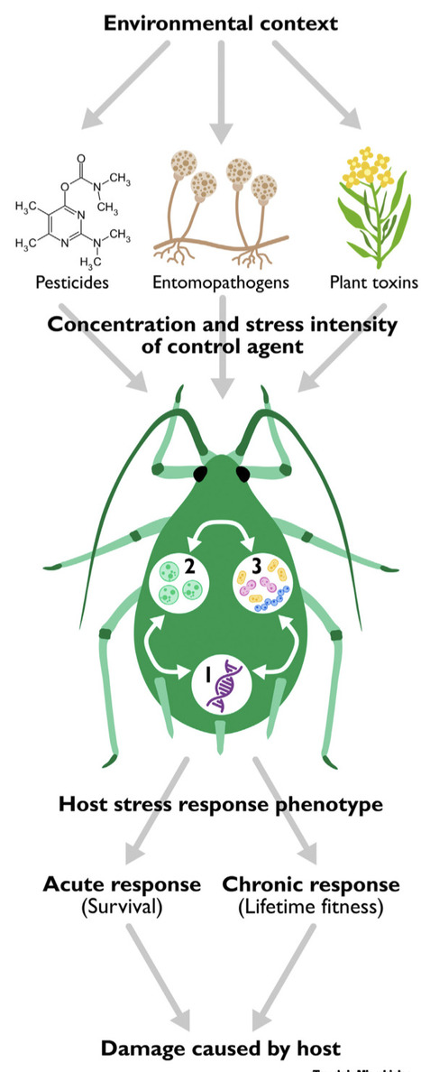Symbiotic bacteria and pest control: plant toxins, chemical pesticides, and fungal entomopathogens | TiM | RMH | Scoop.it