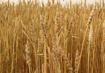 Russia 2017 grain harvest estimated up 11% year on year | CONFLIT RUSSO-UKRAINIEN | Scoop.it