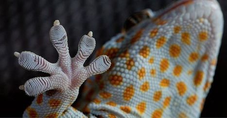 DARPA : des gants et chaussures inspirées du gecko pour escalader n'importe quelle surface | L'innovation dans la filière cuir | Scoop.it