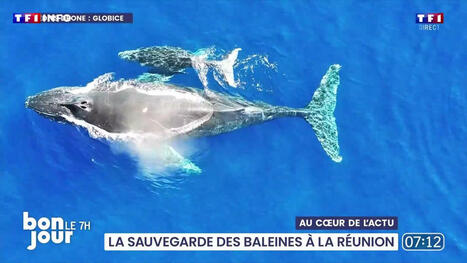 Au c&oelig;ur de l'actu : La sauvegarde des baleines &agrave; La R&eacute;union | TF1 Info | Revue de presse C&eacute;tac&eacute;s | Scoop.it