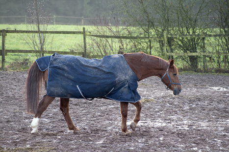 Chevaux : le (tr&egrave;s) d&eacute;licat probl&egrave;me des couvertures | Cheval et Nature | Scoop.it