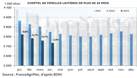 FranceAgriMer : Population bovine au 1er avril 2023 | Lait de Normandie... et d'ailleurs | Scoop.it