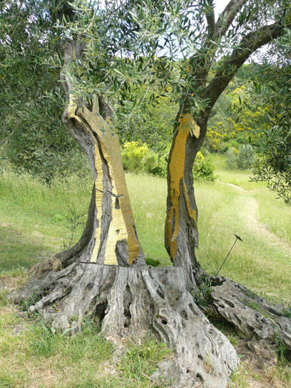 Daniel Spoerri: tree | Art Installations, Sculpture, Contemporary Art | Scoop.it