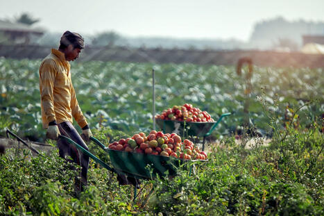 ASIA: Saudi Arabia and China sign deals worth $3.7bn to boost agriculture | Revue de presse - Club DEMETER | Scoop.it