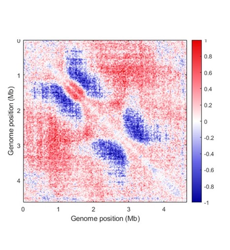 Activity of MukBEF for chromosome management in E. coli and its inhibition by MatP | I2BC Paris-Saclay | Scoop.it