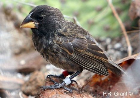 A population of finches on the Galapagos has been discovered in the process of becoming a new species | Amazing Science | Scoop.it