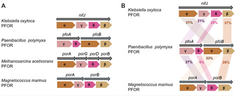 Electron transfer to nitrogenase in Paenibacillus polymyxa | aem | RMH | Scoop.it