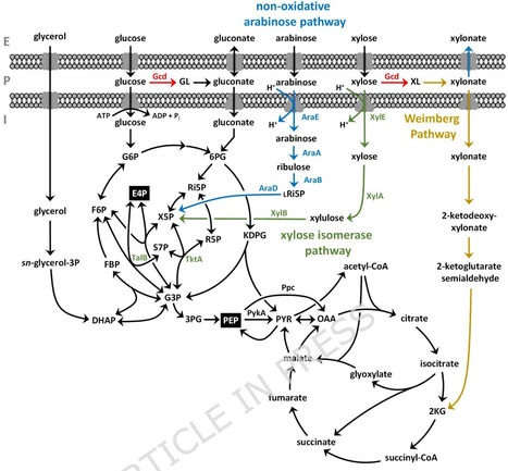 Expanding the substrate spectrum in engineered Pseudomonas taiwanensis for efficient production of 4-coumarate from lignocellulosic sugars | Mcf | RMH | Scoop.it