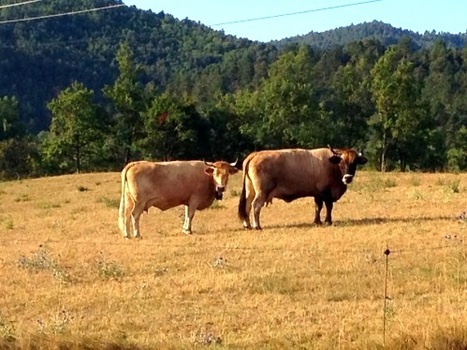 Voisins d&rsquo;&eacute;t&eacute;, une chaude&nbsp;pens&eacute;e&hellip; | Chronique des Droits de l'Homme | Scoop.it