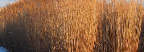 Gestion de l&rsquo;azote par la culture de Miscanthus sinensis : vers de nouveaux services &eacute;cosyst&eacute;miques&nbsp; | Gestion de l'eau | Scoop.it