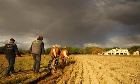 Créer un site vitrine en agro-écologie en petite Camargue | Camargue Nature | Scoop.it