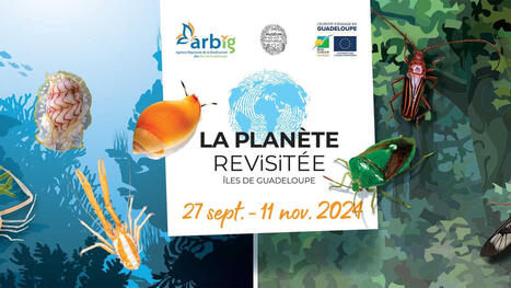 Premiers r&eacute;sultats : la Plan&egrave;te revisit&eacute;e des Iles de Guadeloupe | &Eacute;cosyst&egrave;mes Tropicaux | Scoop.it