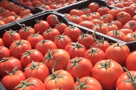 ALGERIE : Tomates industrielles : 3,5 millions de quintaux r&eacute;colt&eacute;s &agrave; El Tarf | CIHEAM Press Review | Scoop.it
