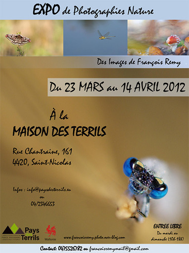 Exposition de Photographies MACRO (Belgique) | Variétés entomologiques | Scoop.it