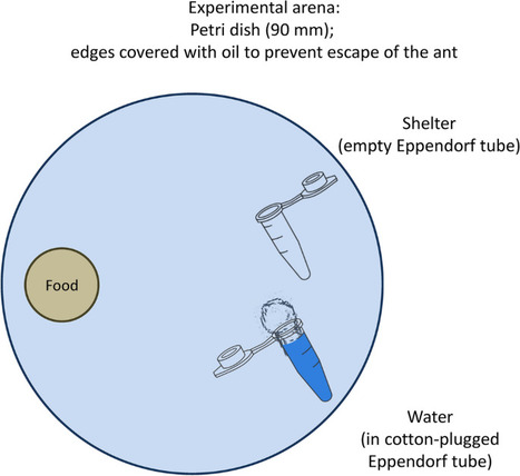 Les effets des insecticides sur la ponte des reines chez deux esp&egrave;ces de fourmis : Myrmica rubra et Lasius niger | EntomoNews | Scoop.it