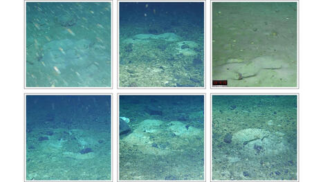 Antarctic robot ‘Lassie’ uncovers thousands of icefish nests beneath Antarctic ice | Coastal Restoration | Scoop.it