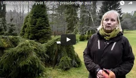 Rotupuistosta löytyvät presidenttien puut | Suomen Luonto | 1Uutiset - Lukemisen tähden | Scoop.it