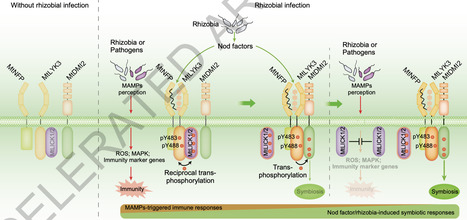A kinase mediator of rhizobial symbiosis and immunity in Medicago | nar | RMH | Scoop.it
