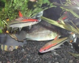 Fishing in Troubled Waters - Environmental Responsibility | BIODIVERSITY IS LIFE  – | Scoop.it
