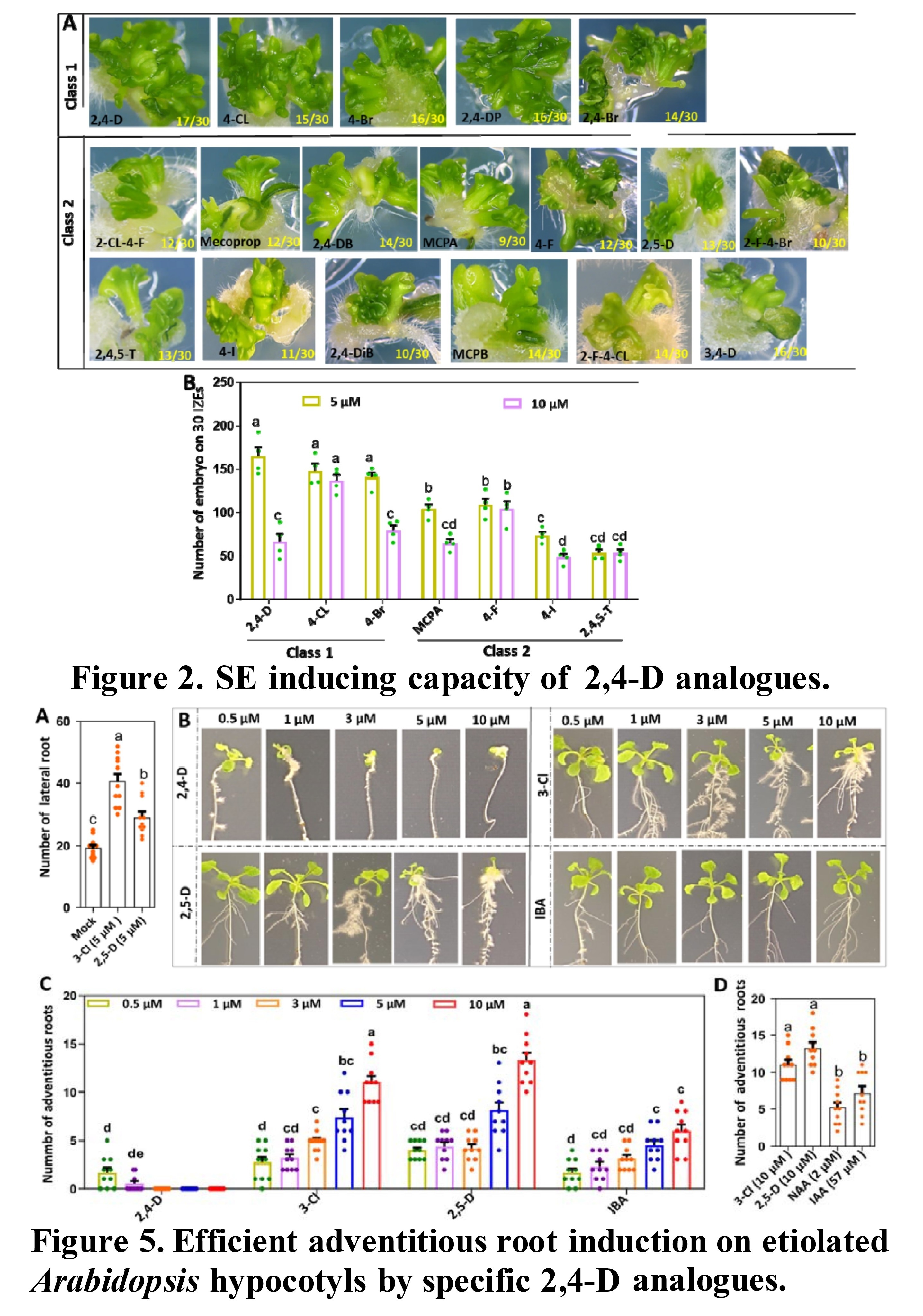 Structureactivity relationship of 2,4D correl...