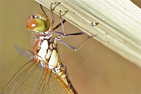 Inventaire d&rsquo;odonates &agrave; R&eacute;otier et au Plan de Phazy | Vari&eacute;t&eacute;s entomologiques | Scoop.it