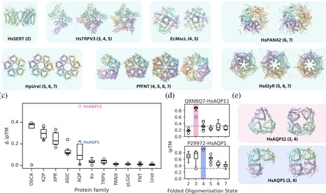 When can AlphaFold predict the oligomeric states of proteins? | RMH | Scoop.it