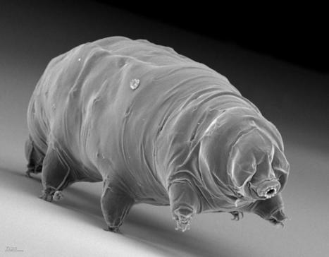 L’un des supers pouvoir du tardigrade pourrait bouleverser la conservation de nos médicaments | EntomoNews | Scoop.it