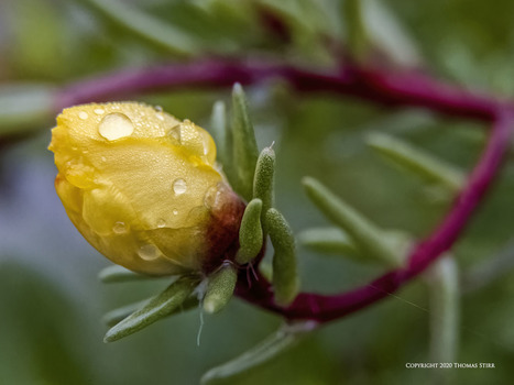 14-150 II with Extension Tubes | Mirrorless Cameras | Scoop.it