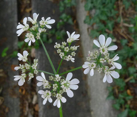 L'ECHO DEMETER : La coriandre, plante aromatique et médicinale majeure | L'ECHO DEMETER | Scoop.it
