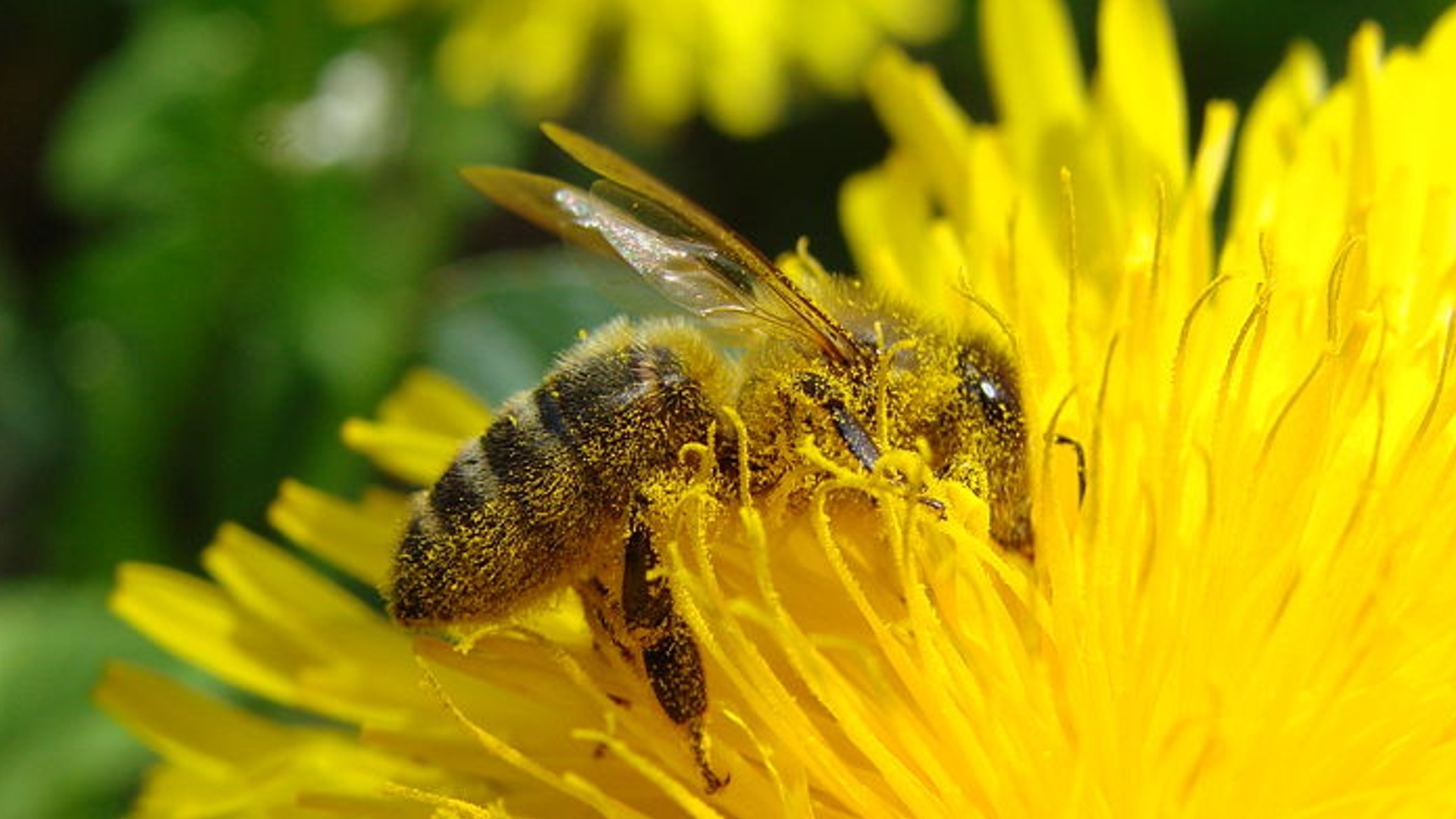 Value of insect pollinators to agriculture of P...