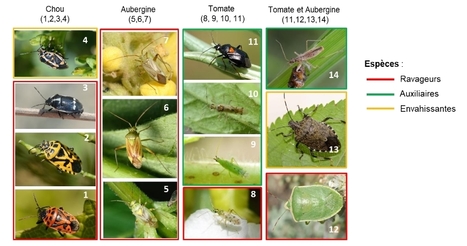 Évaluation de plusieurs méthodes de gestion des punaises phytophages sur cultures de tomate, aubergine et chou | EntomoNews | Scoop.it